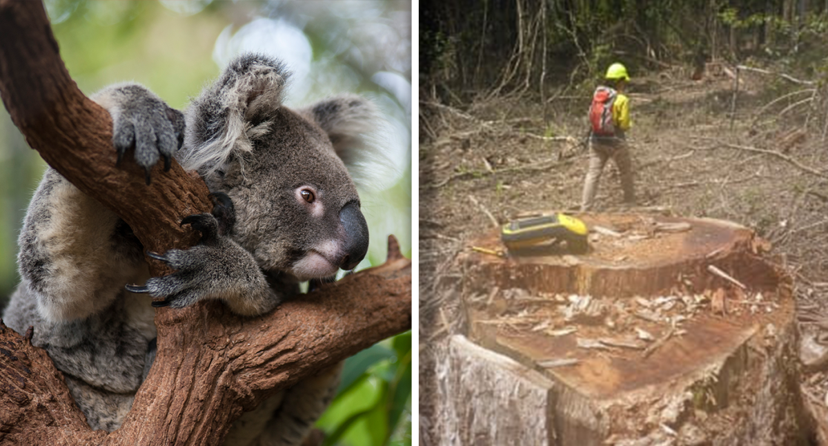 More than 40,000 hectares of nationally vital koala habitat marked