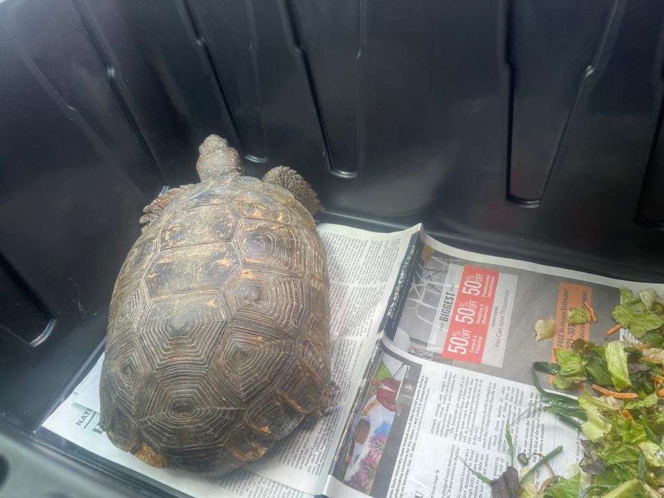 A gopher tortoise named "Soup" leaves Florida Wildlife Hospital after a close call.