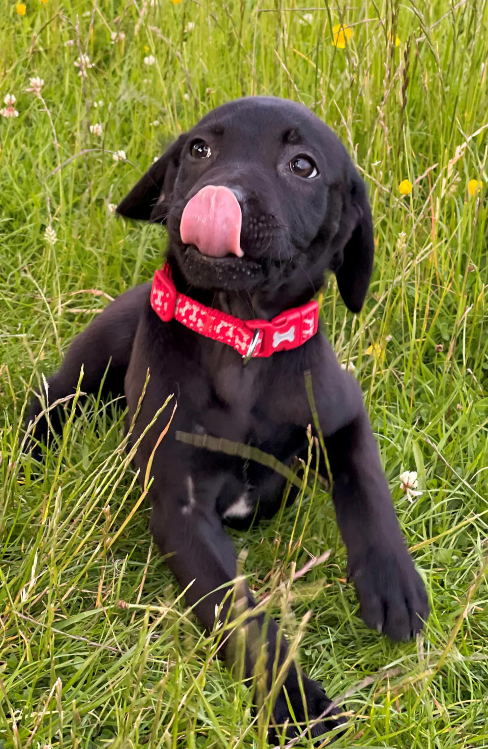 The family bought the dog through Gumtree. (SWNS)