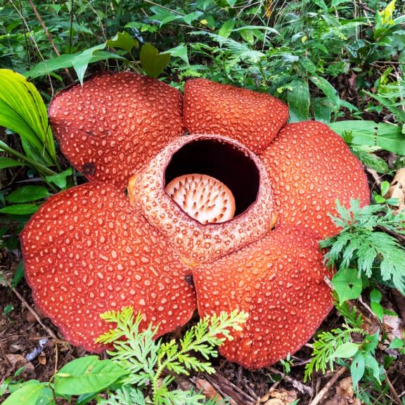  A Rafflesia keithii flower on the forest floor. 