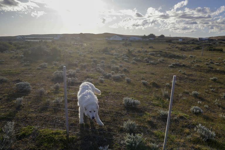 La estancia Monte Dinero tiene 26.000 hectáreas y es limítrofe con el Estrecho de Magallanes y Chile