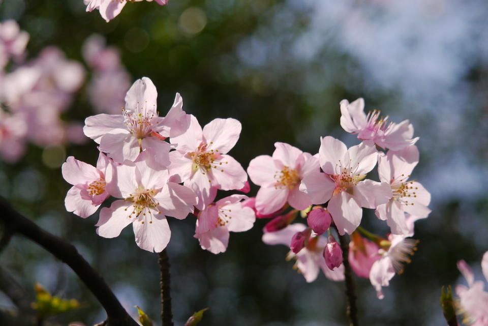 陽明山賞櫻(Photo Credit: 吉爾 @Flickr, License: CC PDM 1.0，圖片來源：https://www.flickr.com/photos/29738108@N07/25462222011)