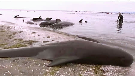 Stranded pilot whales are seen on the beach in Golden Bay, New Zealand after one of the country's largest recorded mass whale strandings on Friday, in this still frame taken from video released February 10, 2017. TV NZ/TV3 (NEW ZEALAND) via REUTERS TV