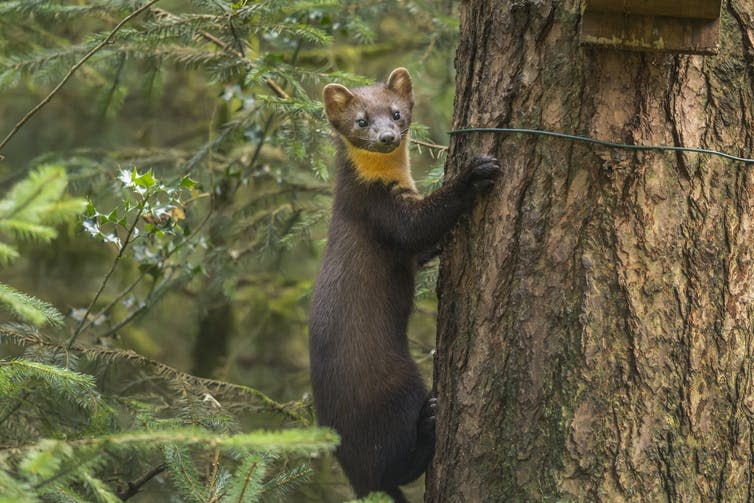 <span class="caption">Pine martens could be an effective, natural control on grey squirrel numbers.</span> <span class="attribution"><a class="link " href="https://www.shutterstock.com/image-photo/pine-marten-on-side-tree-717435901" rel="nofollow noopener" target="_blank" data-ylk="slk:DigitalNatureScotland/Shutterstock;elm:context_link;itc:0;sec:content-canvas">DigitalNatureScotland/Shutterstock</a></span>