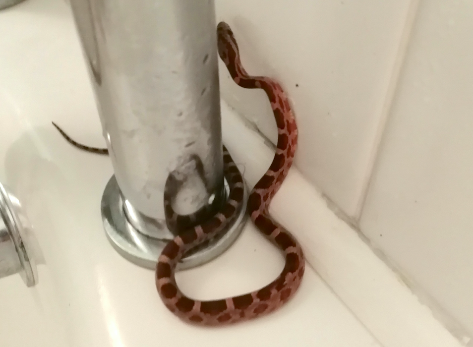 Murfreesboro man sees 6-foot snake in bathroom after getting out of shower