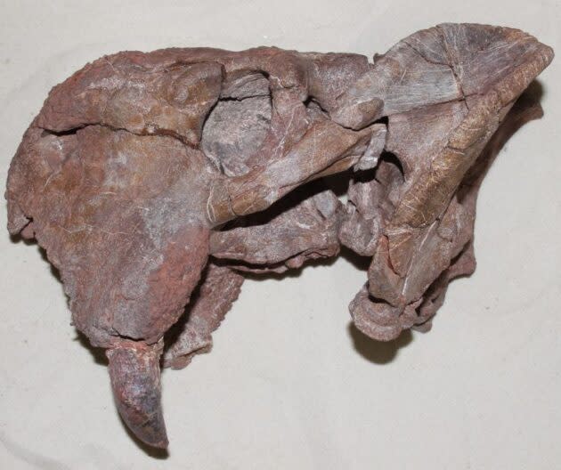 Dicynodont skull