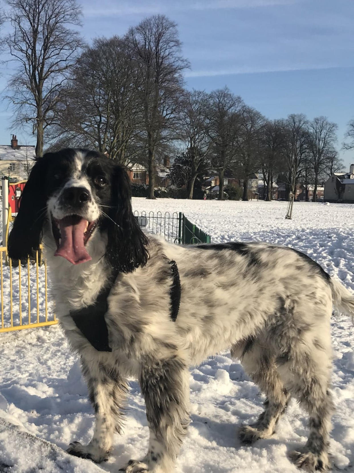 Buster the dog. (Fairfield Veterinary Centre/Caters) 