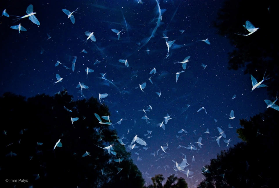 Swarming Under The Stars