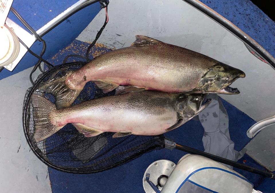 Two chinook salmon, each weighing more than 30 pounds, are brought in Thursday evening by anglers in the Milwaukee harbor.