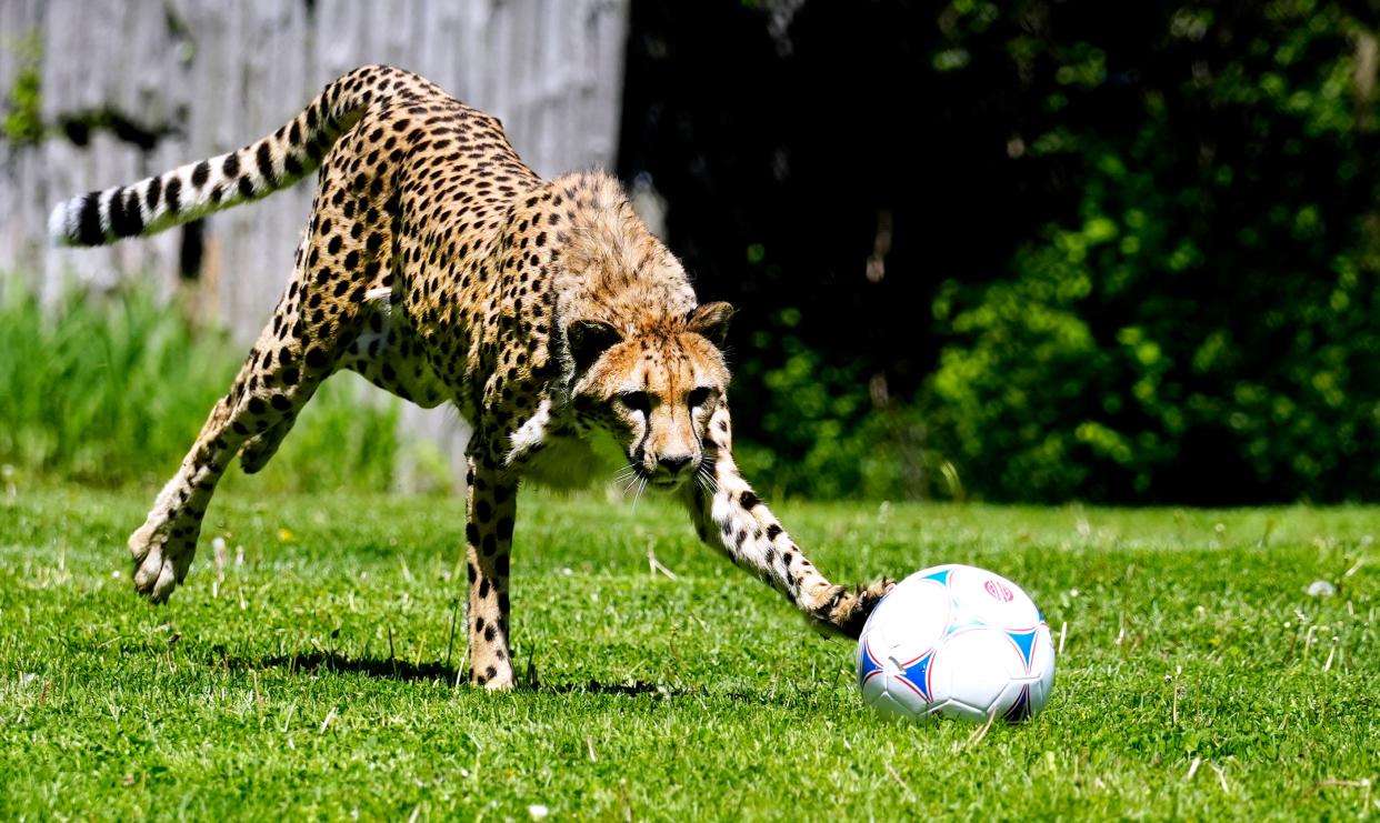 Rozi and Daisy played in the Cincinnati Zoo's cheetah encounter April 25.
