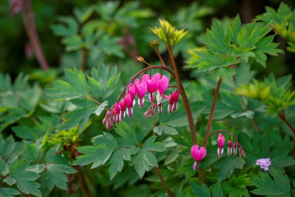 Bleeding heart with pink, heart shaped flowers