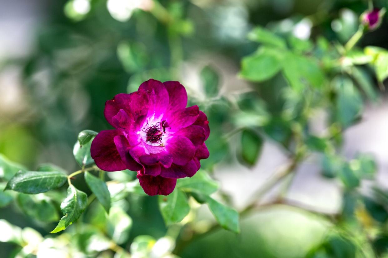 A pink rose