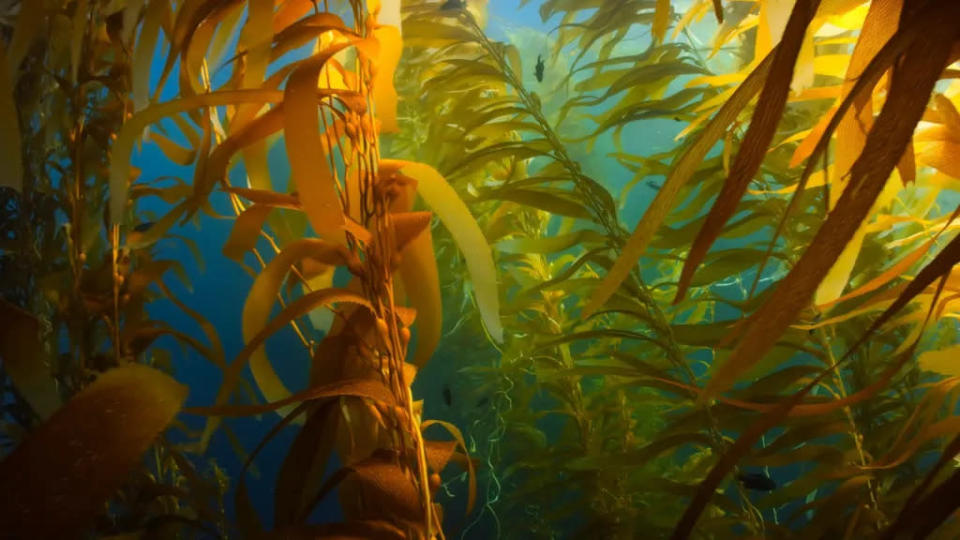 Majoritariamente ignoradas, as florestas de alga submarinas precisam ser catalogadas e conhecidas (Imagem: Oleksandr Sushko/Unsplash)