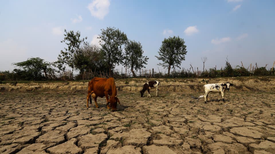 Livestock wander the cracked bed of a dried-out pond amid a heatwave that hit New Delhi in the summer of 2022. - Amarjeet Kumar Singh/Anadolu Agency/Getty Images