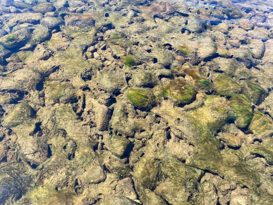 A benthic cyanobacteria mat is shown attached to the bottom of Wolastoq River in New Brunswick.