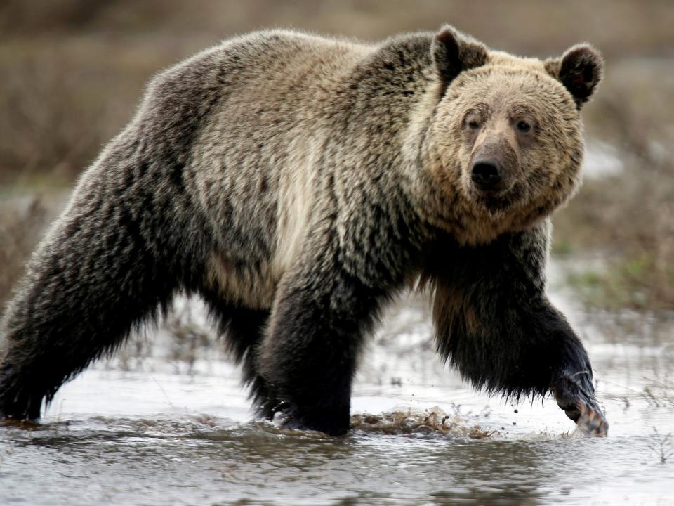 A grizzly bear roams through the Hayden Valley in Yellowstone National Park in Wyoming: Reuters