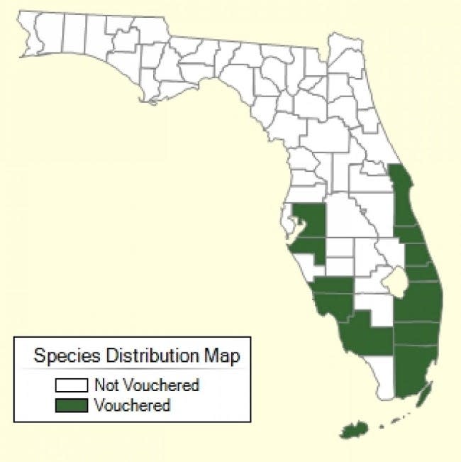 Earleaf acacia trees have invaded the state's southern coastal counties, according to this map from the University of Florida Institute of Food and Agricultural Sciences Center for Aquatic and Invasive Plants.