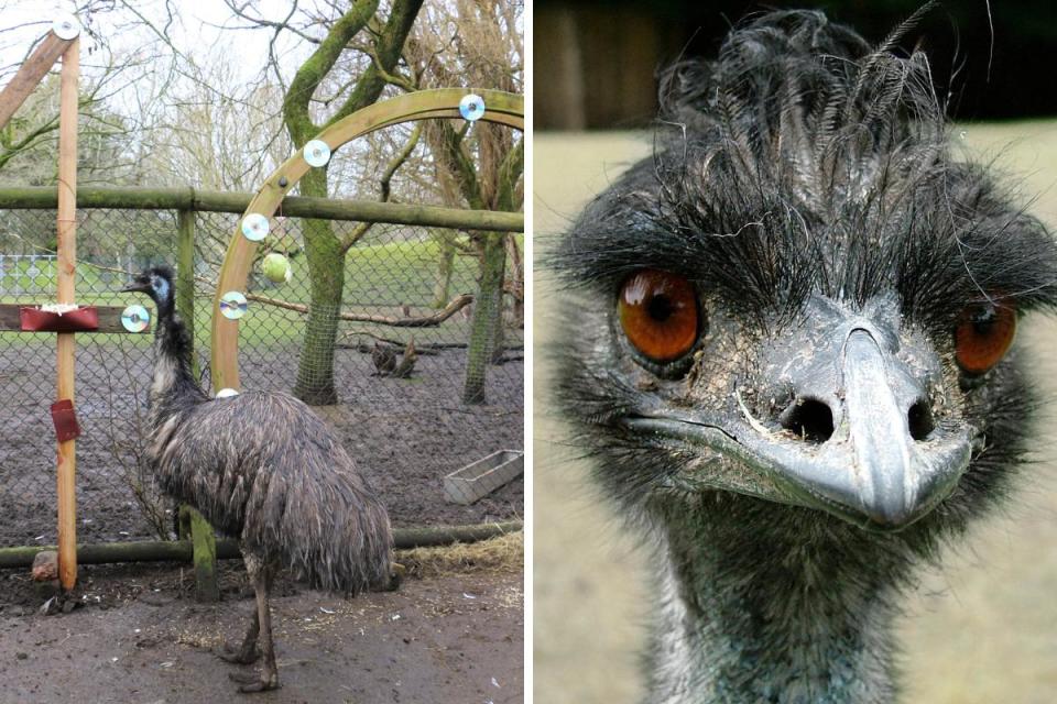 Ollie the emu will be celebrating his 40th birthday at Blackpool Zoo next week <i>(Image: Blackpool Zoo)</i>