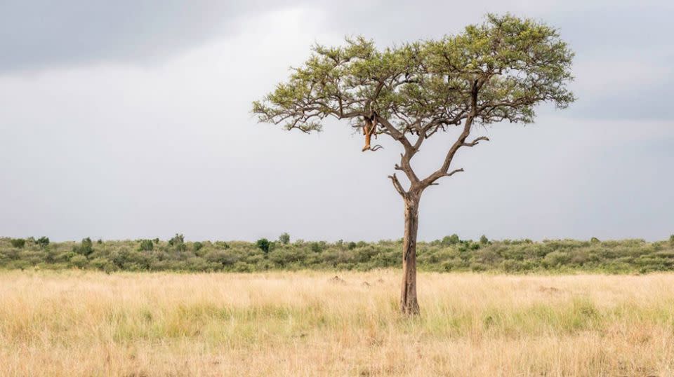 Your eyes may be immediately drawn to the unlucky impala hanging from the tree branches, but take a closer look and you’ll spot the hidden killer. Source: Ingo Gerlach