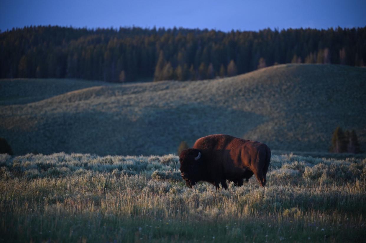 A bison grazes in Yellowstone National Park in Wyoming, a state which has become an unlikely cryptocurrency hub in recent years (AFP via Getty Images)