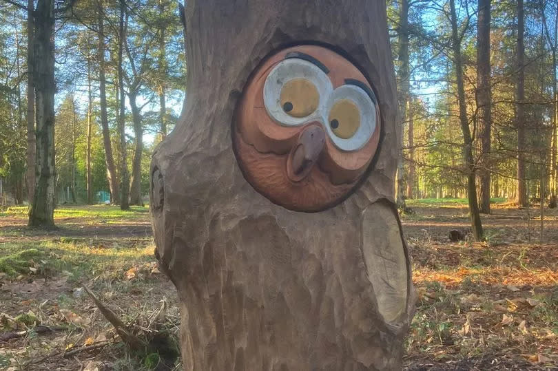 Owl sticking head out of tree