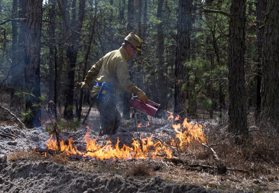 NJ Forest Fire Service members ignite the dense fuel on the ground in the area of Roosevelt City. Local and state officials join members of the New Jersey Forest Fire Service in the Roosevelt City section of Manchester Township to demonstrate a prescribed burn. This is a preventive action taken to protect people and structures in the area.   
Manchester, NJ
Wednesday, March 13, 2024