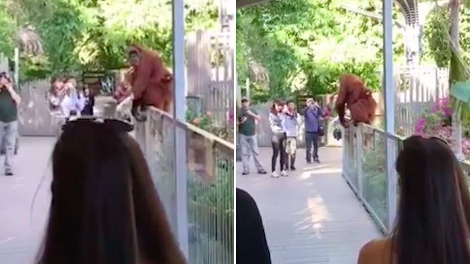 The mother attempted to escape from her enclosure with her baby on her back as zoo visitors looked on.