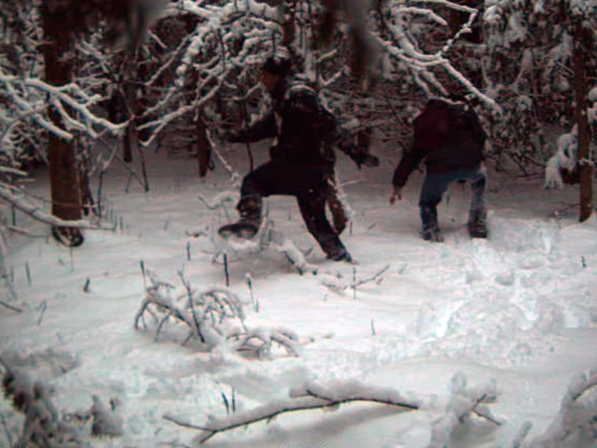 Two people illegally cross into the U.S. from Canada in this surveillance image provided by U.S. agents patrolling the so-called Swanton Sector, a section of the border running from New Hampshire to New York.  (United States Border Patrol/The Associated Press - image credit)