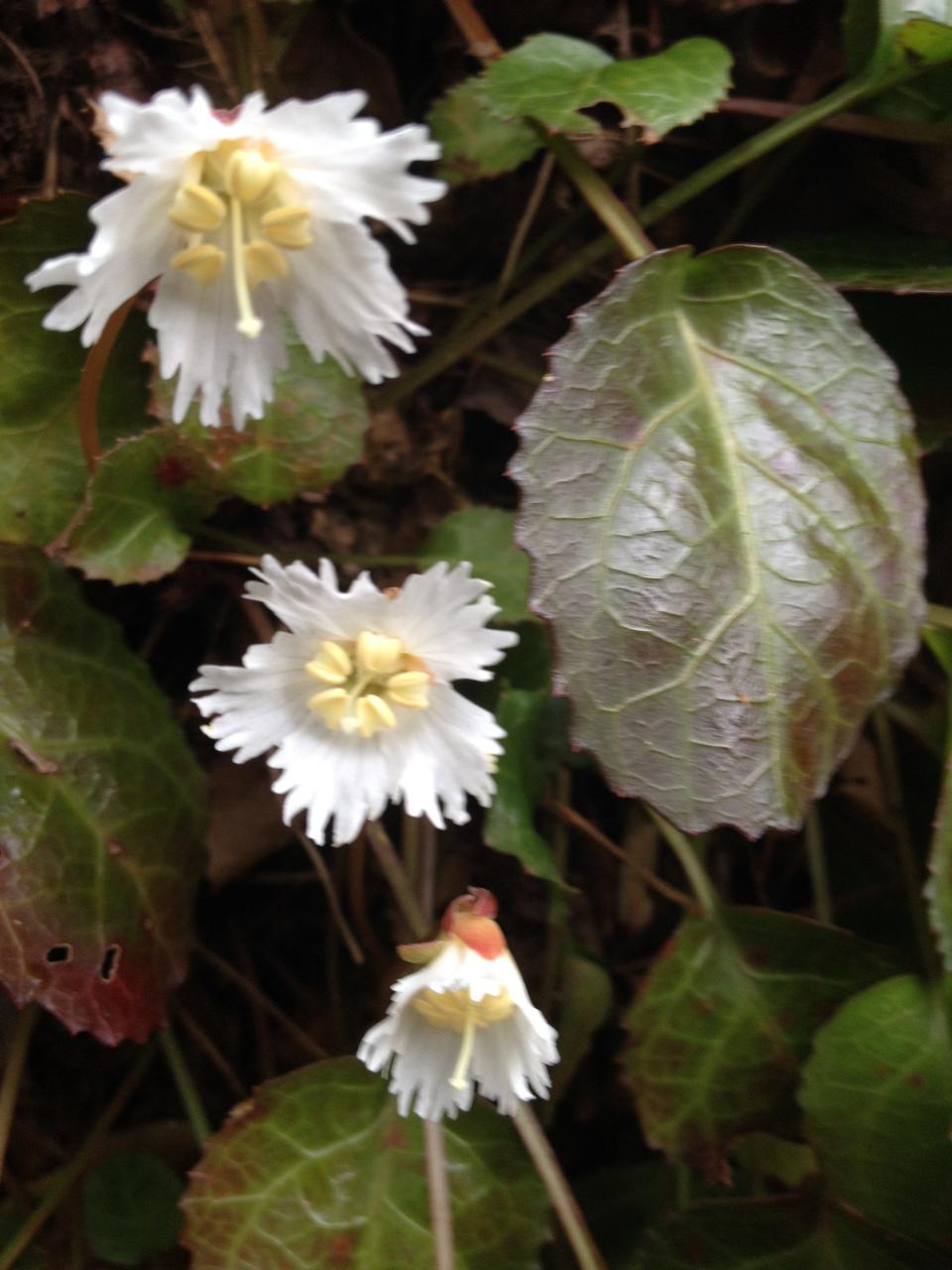 Oconee Bells in bloom at Devil's Fork State Park.