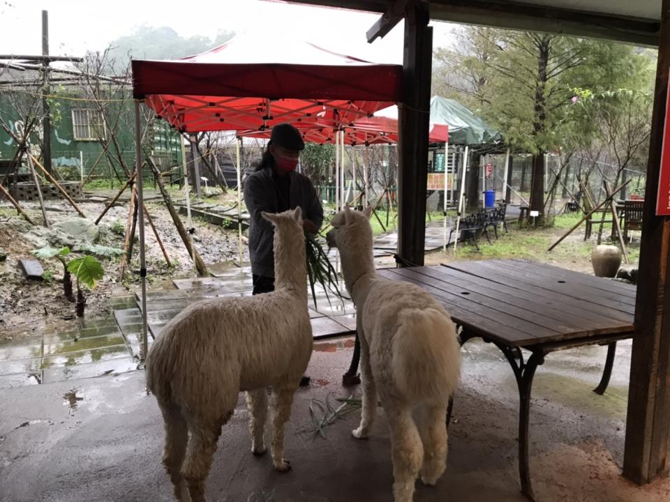 鹿羽松牧場中，業者與羊駝之互動。&nbsp;&nbsp;&nbsp;圖：新北市動保處提供