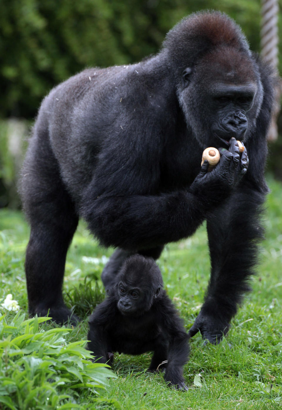 BRISTOL, ENGLAND - MAY 04: Bristol Zoo's baby gorilla Kukena takes some of his first steps as he ventures out of his enclosure with his mother Salome at Bristol Zoo's Gorilla Island on May 4, 2012 in Bristol, England. The seven-month-old western lowland gorilla is starting to find his feet as he learns to walk having been born at the zoo in September. Kukena joins a family of gorillas at the zoo that are part of an international conservation breeding programme for the western lowland gorilla, which is a critically endangered species. (Photo by Matt Cardy/Getty Images)