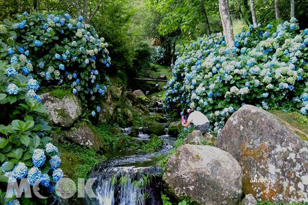 高山青養鱒鱘魚場，繡球花海點綴溪谷美景