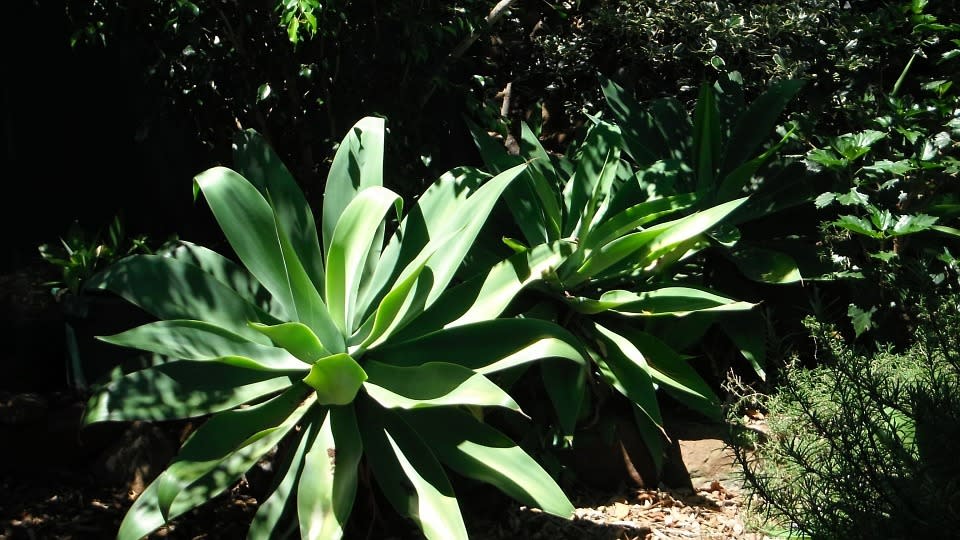 Tequila is plant-based: Contrary to the popular belief that tequila is made from cactus, tequila is actually made from the Agave plant, which belongs to the Lily family and not the Cactus family. Tequila is made from piña, the heart of blue agave. The blue agave plant requires specific growing conditions and may take 8-12 years to mature enough to produce tequila. Due to Mexican law restrictions, blue agave is cultivated only in the state of Jalisco and its surrounding areas and tequila should be distilled only in these areas.