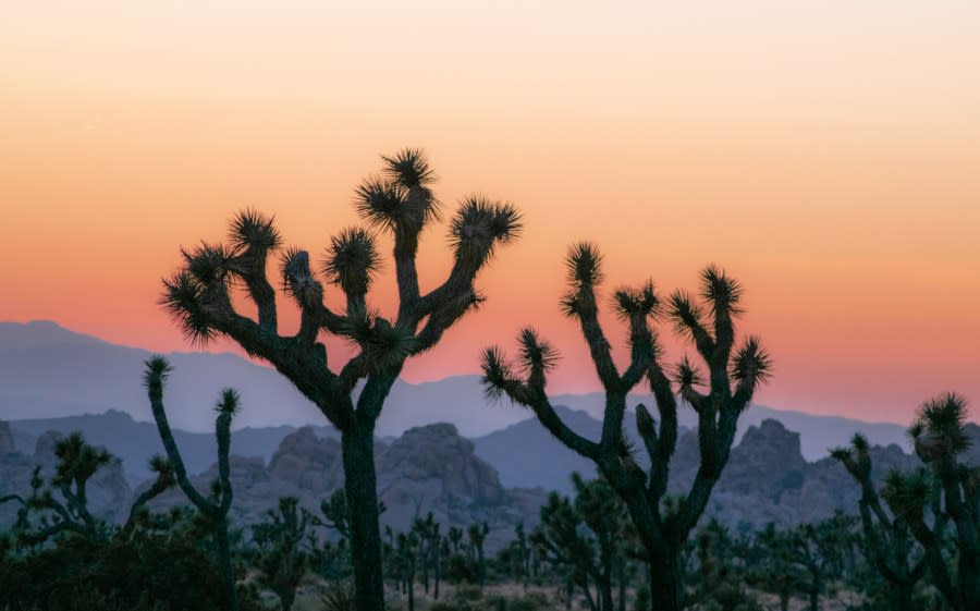 Sunset in Joshua Tree National Park