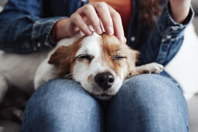 <p>Getty Images</p> Dog lying on woman's lap at home being petted.