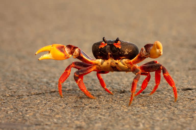 El caparazón de los cangrejos podría servir para fabricar baterías más ecológicas y biodegradables