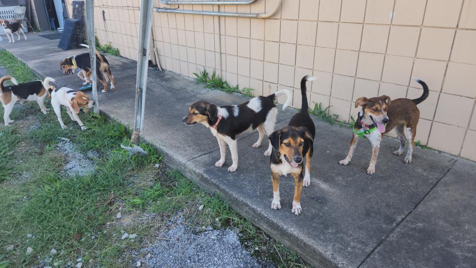 Beagles play outside before being transported to California. Springfield's Rescue One trapped the dogs in Kirbyville on Sept. 24, 2023.