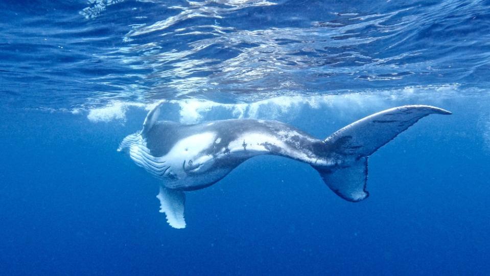 Swimming with whales