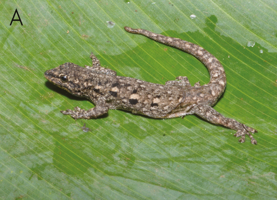 Descubren la lygodactylus karamoja, o lagartija karamoja enana en Uganda. 