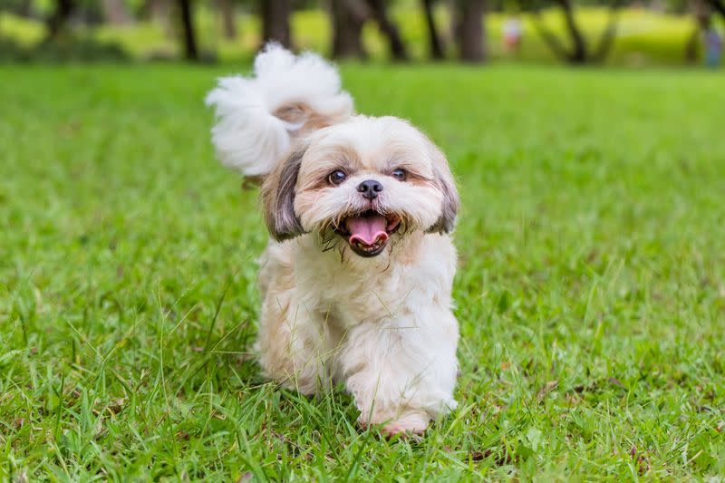 dongs that don't shed shih tzu