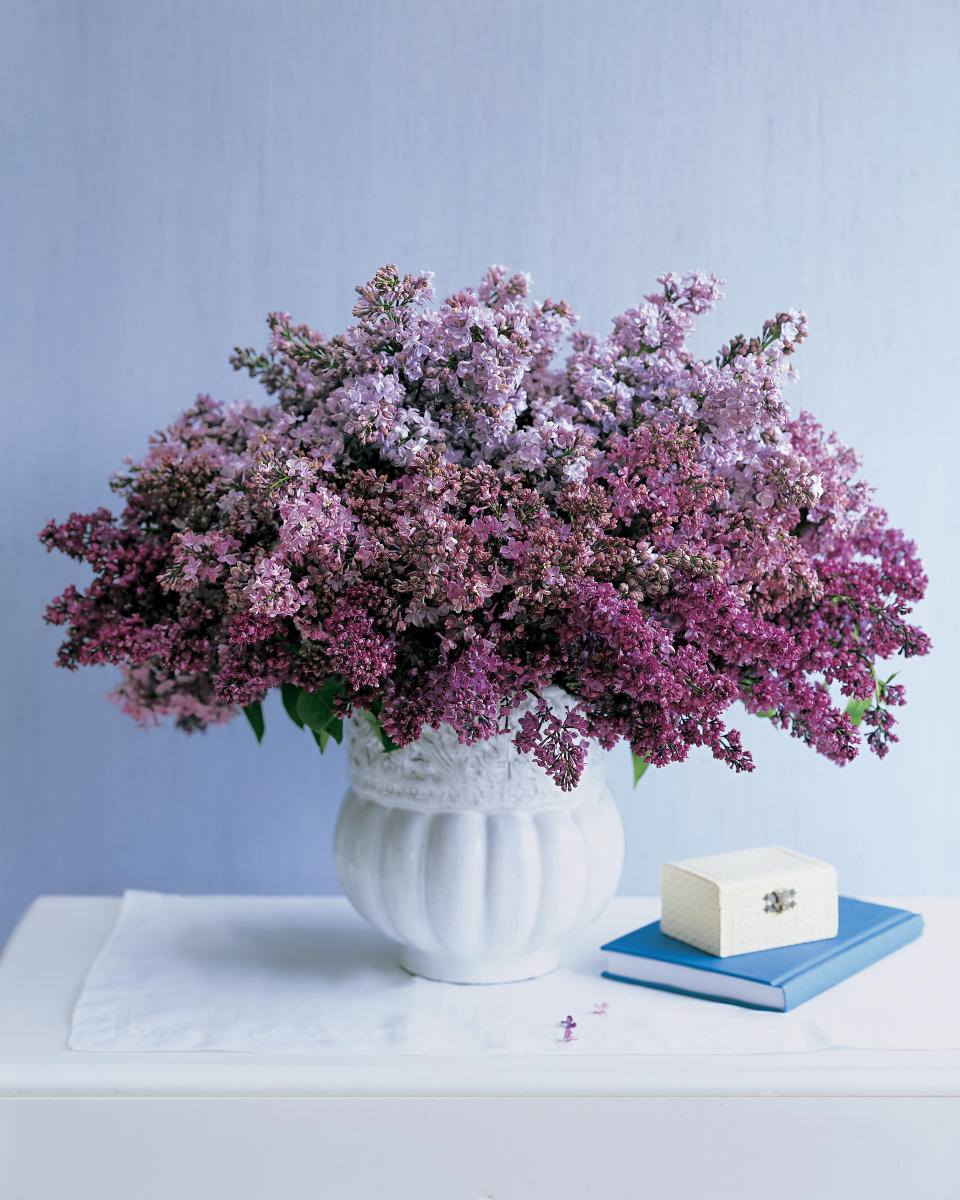 Lilacs