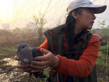 Liu Yidan, a bird conservationist and wild animal campaigner based in eastern China, frees a spotted dove from an illegal bird net erected in Yingdong county in Anhui province, China March 26, 2018. Picture taken March 26, 2018. REUTERS/James Pomfret