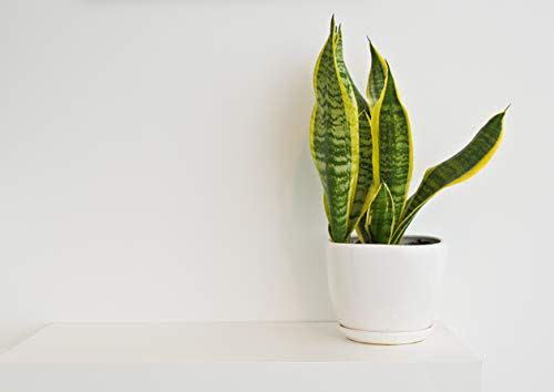 2) Snake Plant