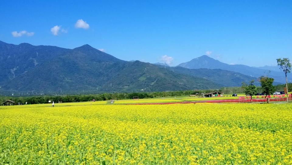 大農大富平地森林園區春節花海。   圖：林務局／提供