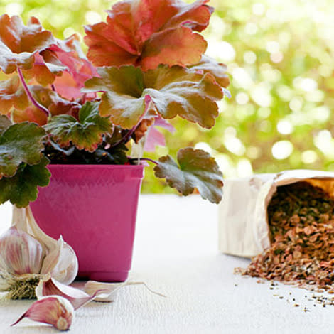 Fall is ideal for getting plants into the ground