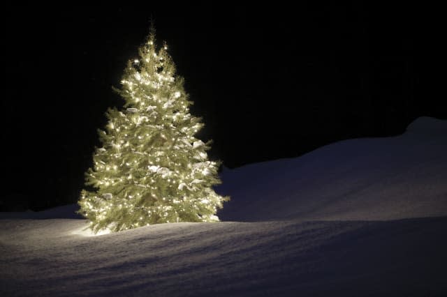 Bargain Christmas trees at B&Q