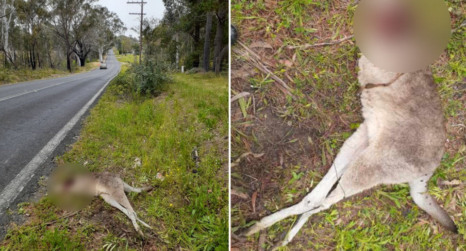 Left - a headless kangaroo by the roadside. Right - close up of the headless kangaroo