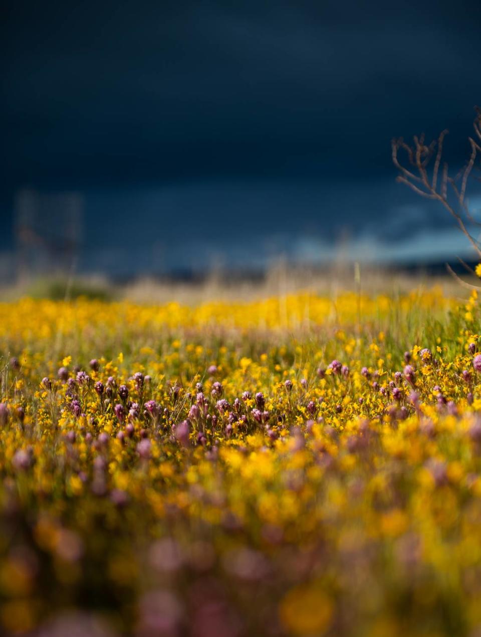 Purple owl’s clover blooms in California Valley in March 2024. Brittany App/appsphotography.com