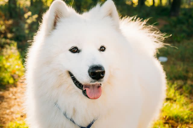 <p>Getty Images/bruev</p> Samoyeds are known for their smiles.