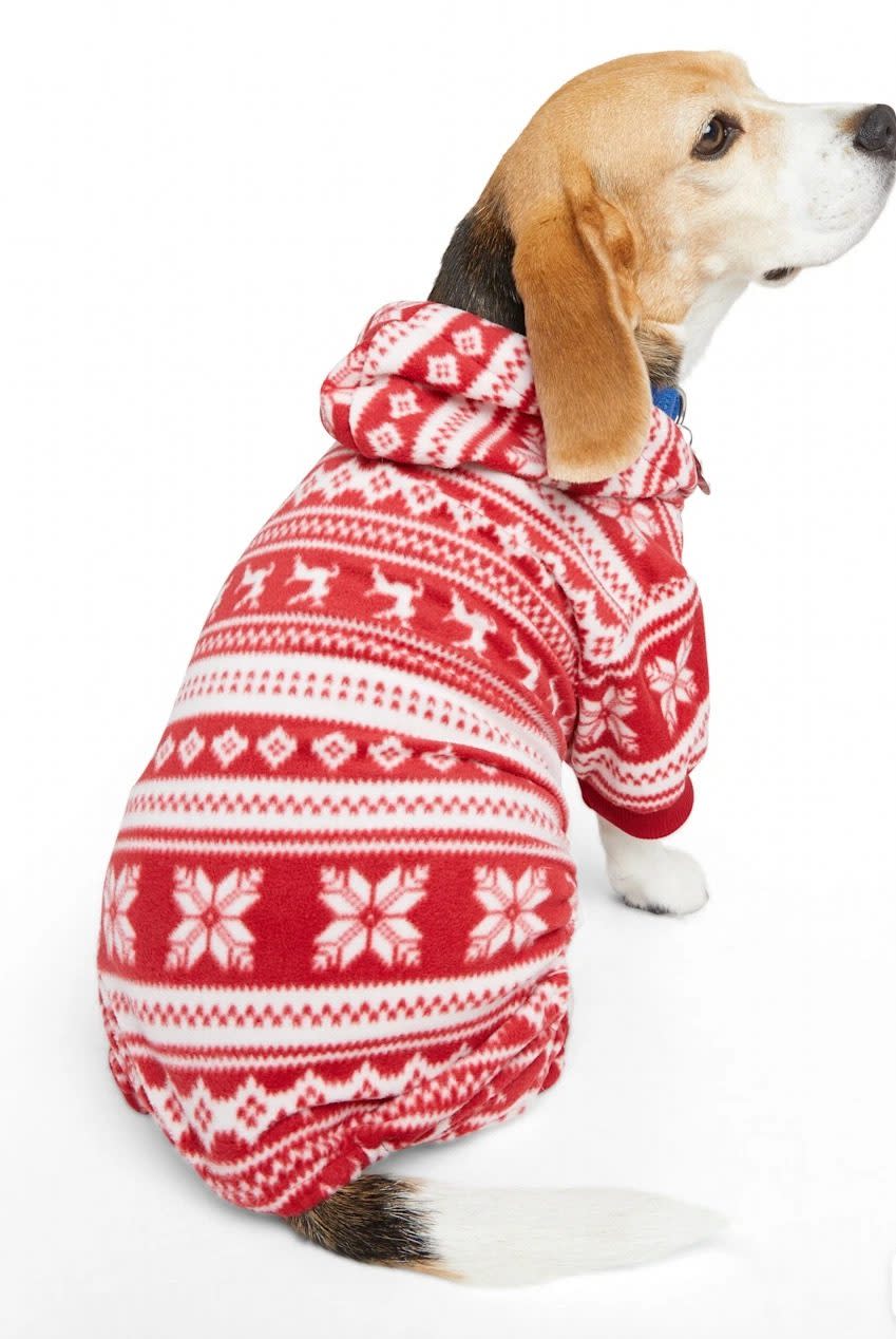 Beagle dog in red and white sweater